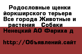 Родословные щенки йоркширского терьера - Все города Животные и растения » Собаки   . Ненецкий АО,Фариха д.